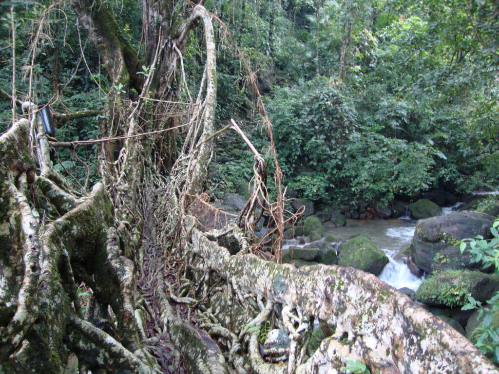 Ummunoi root bridge Shillong