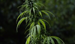 Malana Cream cannabis