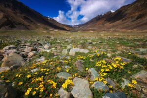 Valley of Flowers
