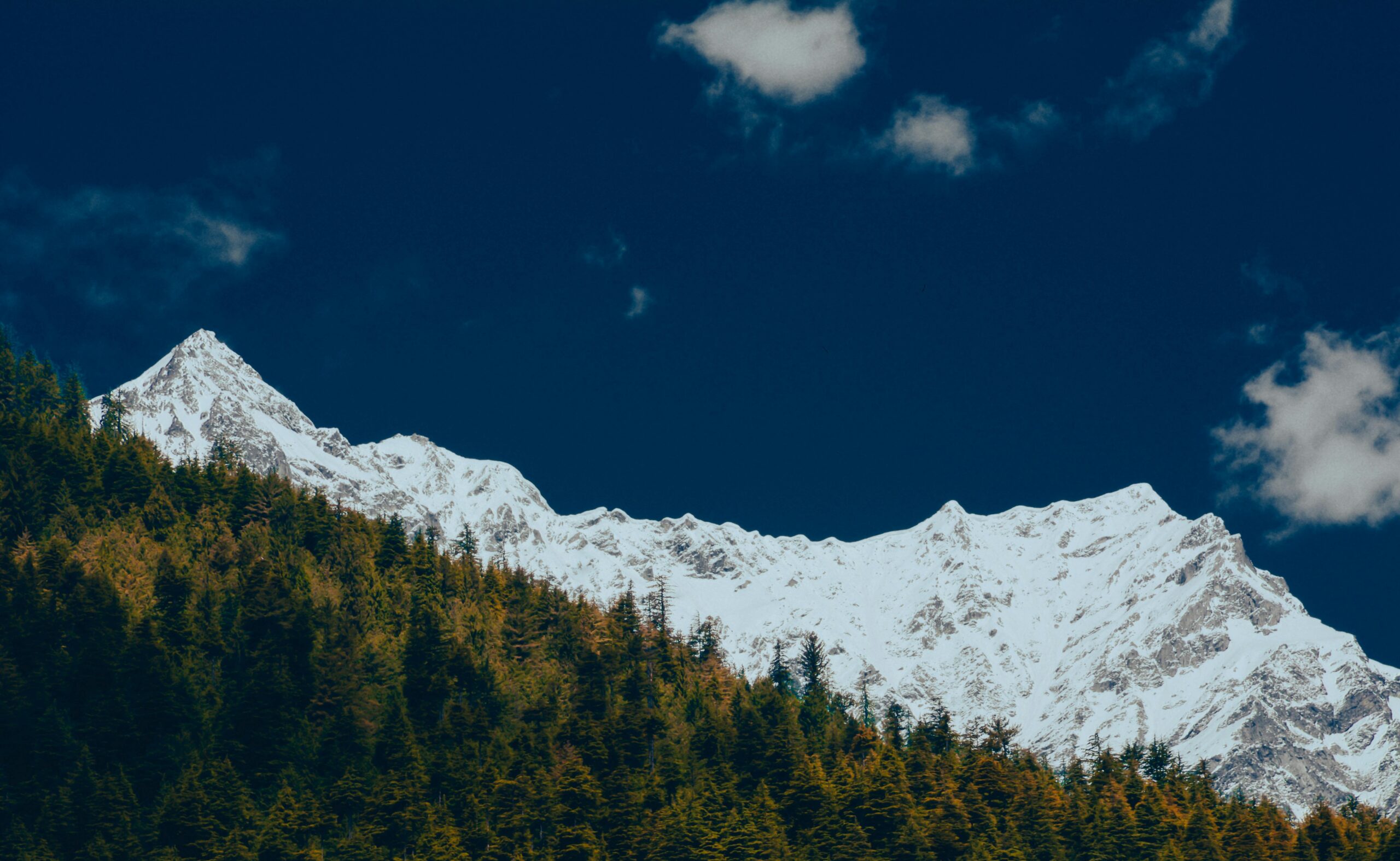 Pine tree forest and snow-capped mountain in the backdrop.